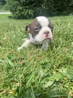 Stella, a female Boston Terrier for sale in Edgar, WI – 7 of 8