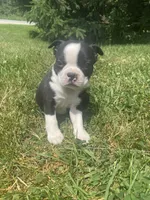 Bernard, a male Boston Terrier for sale in Edgar, WI – 4 of 6