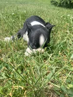 Hank, a male Boston Terrier for sale in Edgar, WI – 6 of 8