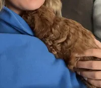 Olive, a female Miniature Goldendoodle for sale in Edgar, WI – 3 of 3
