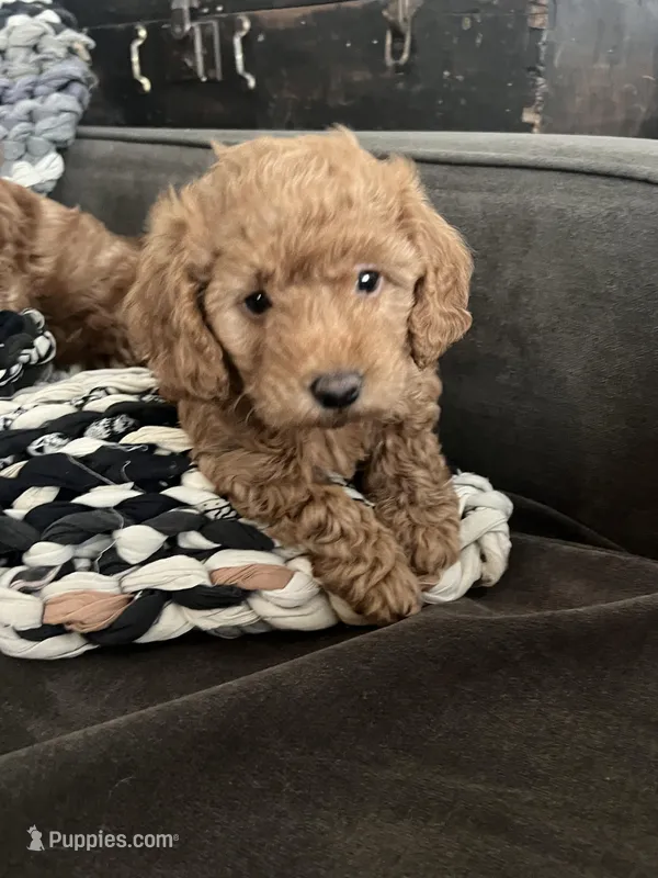 Olive – Miniature Goldendoodle puppy for sale in Edgar, WI