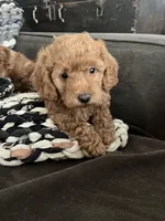 Olive, a female Miniature Goldendoodle for sale in Edgar, WI – 1 of 3
