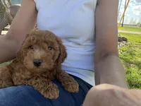 Olive, a female Miniature Goldendoodle for sale in Edgar, WI – 2 of 3