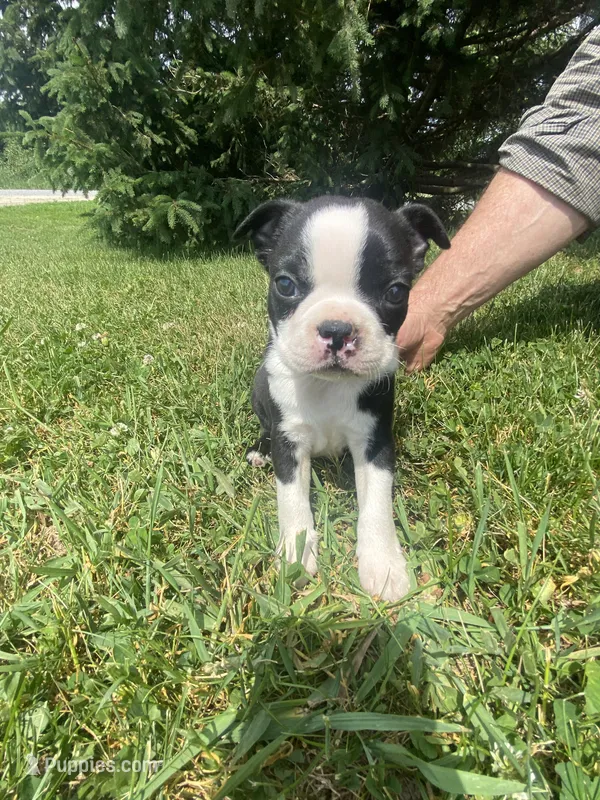 Bernard – Boston Terrier puppy for sale in Edgar, WI