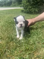 Belle, a female Boston Terrier for sale in Edgar, WI – 4 of 6