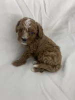 Frankie, a male Cavapoo for sale in Edgar, WI – Photo 3 of 6