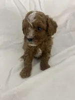 Frankie, a male Cavapoo for sale in Edgar, WI – Photo 2 of 6