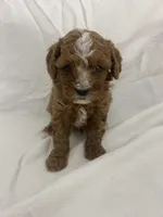 Frankie, a male Cavapoo for sale in Edgar, WI – Photo 4 of 6