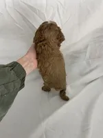 Frankie, a male Cavapoo for sale in Edgar, WI – Photo 6 of 6