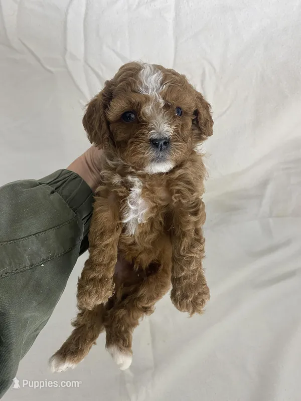 Frankie – Cavapoo puppy for sale in Edgar, WI