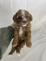 Frankie, a male Cavapoo for sale in Edgar, WI – Photo 1 of 6