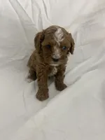 Frankie, a male Cavapoo for sale in Edgar, WI – Photo 5 of 6