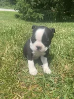 Bernard, a male Boston Terrier for sale in Edgar, WI – 5 of 6