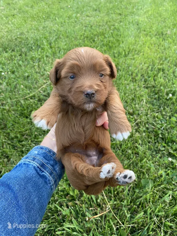 Stella – Miniature Goldendoodle puppy for sale in Edgar, WI