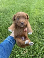 Stella, a female Miniature Goldendoodle for sale in Edgar, WI – 1 of 10