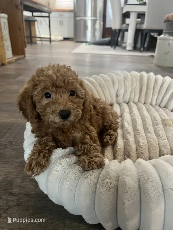 Olive – Miniature Goldendoodle puppy for sale in Edgar, WI