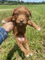 Stella, a female Miniature Goldendoodle for sale in Edgar, WI – 8 of 10