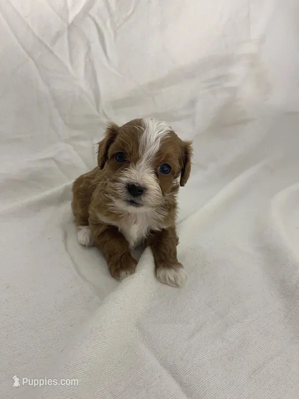 Georgie – Cavapoo puppy for sale in Edgar, WI