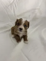 Georgie, a male Cavapoo for sale in Edgar, WI – Photo 1 of 5