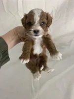 Georgie, a male Cavapoo for sale in Edgar, WI – Photo 5 of 5