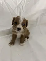 Georgie, a male Cavapoo for sale in Edgar, WI – Photo 3 of 5