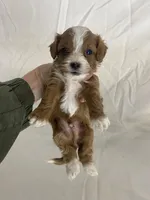 Georgie, a male Cavapoo for sale in Edgar, WI – Photo 2 of 5