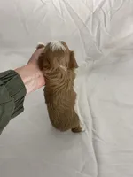 Georgie, a male Cavapoo for sale in Edgar, WI – Photo 4 of 5