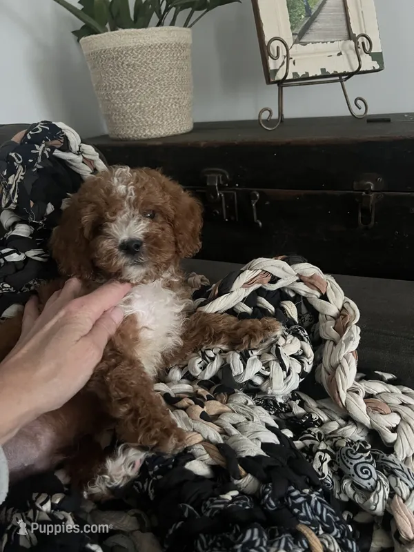 Louie – Cavapoo puppy for sale in Edgar, WI