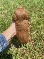 Stella, a female Miniature Goldendoodle for sale in Edgar, WI – 3 of 10
