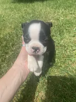 Bernard, a male Boston Terrier for sale in Edgar, WI – 3 of 6