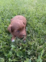 Stella, a female Miniature Goldendoodle for sale in Edgar, WI – 4 of 10