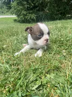Stella, a female Boston Terrier for sale in Edgar, WI – 5 of 8