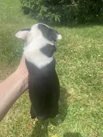 Belle, a female Boston Terrier for sale in Edgar, WI – 5 of 6
