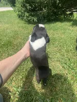 Bernard, a male Boston Terrier for sale in Edgar, WI – 6 of 6