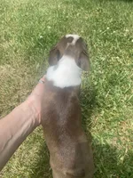 Stella, a female Boston Terrier for sale in Edgar, WI – 3 of 8