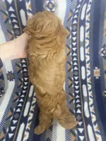 processed/1729b447-1d92-47dd-b2f3-d76dbe5032fa/listing/89276c33-32d2-4c6a-83de-6d9ede2e23a7/116b8088-955c-44e6-9433-9d82984ee6d0