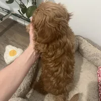 Finn, a male Miniature Goldendoodle for sale in Edgar, WI – Photo 3 of 6