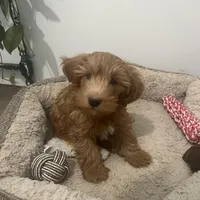 Finn, a male Miniature Goldendoodle for sale in Edgar, WI – Photo 6 of 6