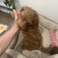 Finn, a male Miniature Goldendoodle for sale in Edgar, WI – Photo 5 of 6