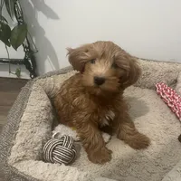 Finn, a male Miniature Goldendoodle for sale in Edgar, WI – Photo 1 of 6