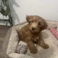 Finn, a male Miniature Goldendoodle for sale in Edgar, WI – Photo 4 of 6