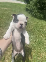 Belle, a female Boston Terrier for sale in Edgar, WI – 2 of 6