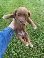 Stella, a female Miniature Goldendoodle for sale in Edgar, WI – 10 of 10
