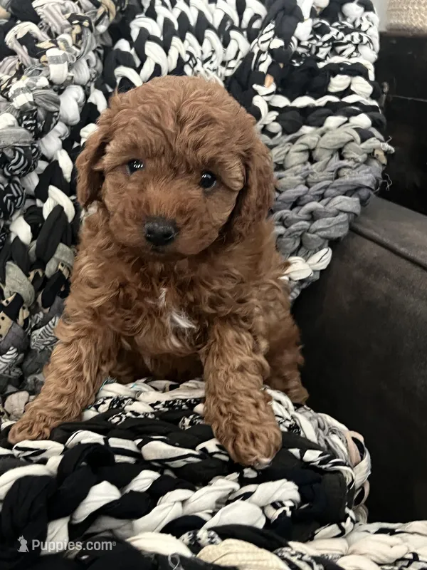 Gracie – Miniature Goldendoodle puppy for sale in Edgar, WI