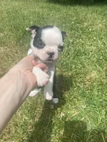 Belle, a female Boston Terrier for sale in Edgar, WI – 3 of 6