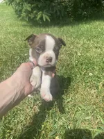 Milo, a male Boston Terrier for sale in Edgar, WI – 1 of 6