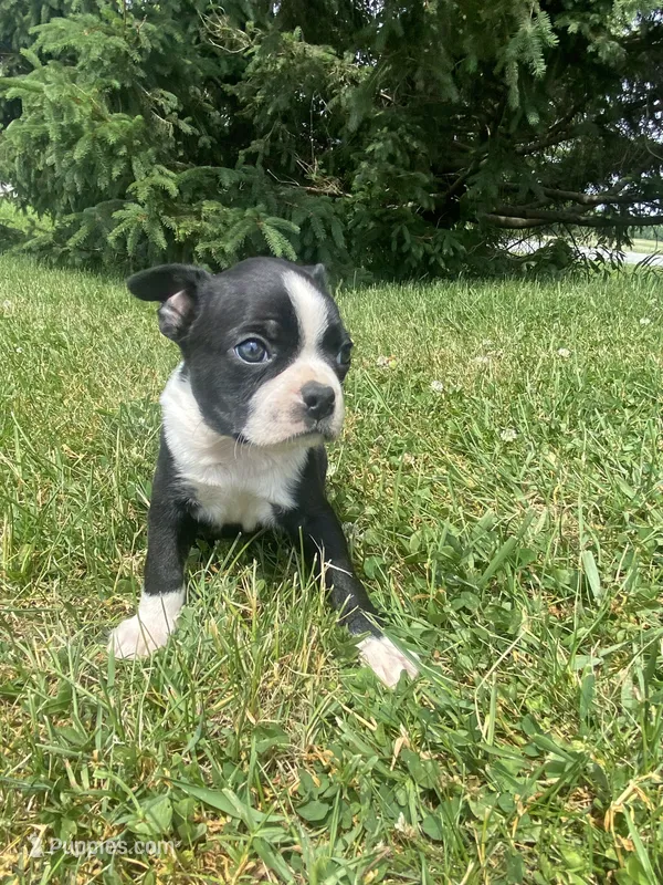 Hank – Boston Terrier puppy for sale in Edgar, WI