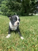 Hank, a male Boston Terrier for sale in Edgar, WI – 1 of 8