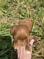 Stella, a female Miniature Goldendoodle for sale in Edgar, WI – 5 of 10