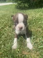 Milo, a male Boston Terrier for sale in Edgar, WI – 6 of 6